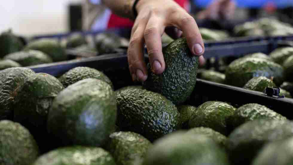 Reanudan Exportaciones De Aguacate Michoacano A Estados Unidos