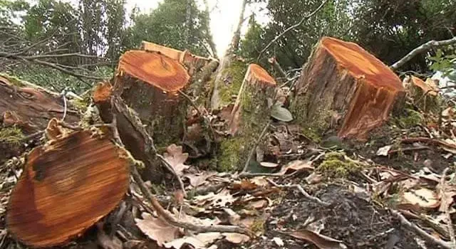 Talamontes derriban número incalculable de árboles en el parque nacional La Malinche