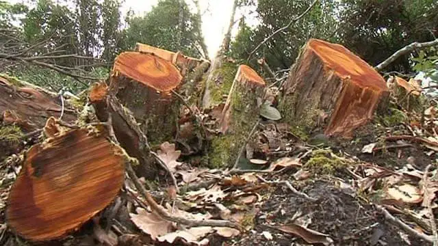 Talamontes derriban número incalculable de árboles en el parque nacional La Malinche