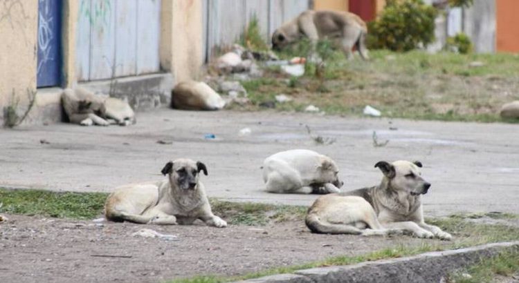 Propone Sergio Salomón Centros de Bienestar Animal en municipios poblanos