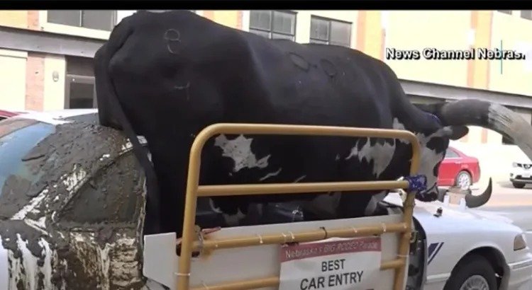 Lo infraccionaron por pasear … un toro en el auto Lo infraccionaron por pasear … un toro en el auto