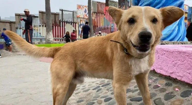 Se acabó el sueño americano para “El Oso” Se acabó el sueño americano para “El Oso”