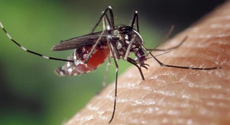 Acumula Puebla 2 mil 116 casos de dengue