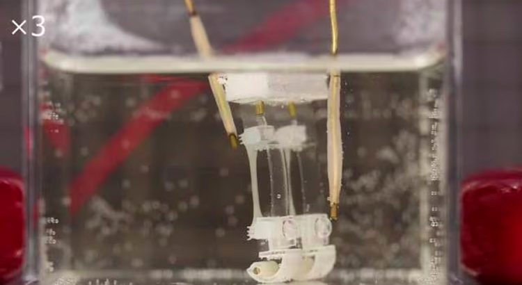 Investigadores japoneses crean robot biohíbrido de dos patas