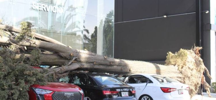 Puebla registra la caída de 27 árboles debido a los fuertes vientos