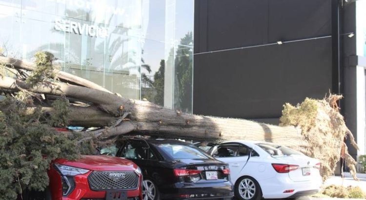 Puebla registra la caída de 27 árboles debido a los fuertes vientos