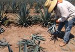 Campesinos poblanos apuestan por agaves para producir mezcal