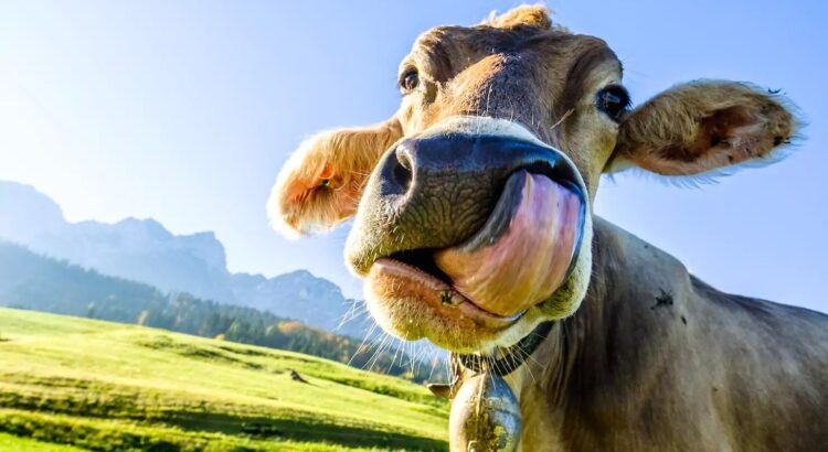 Dinamarca propone un impuesto a las flatulencias de las vacas para combatir el cambio climático