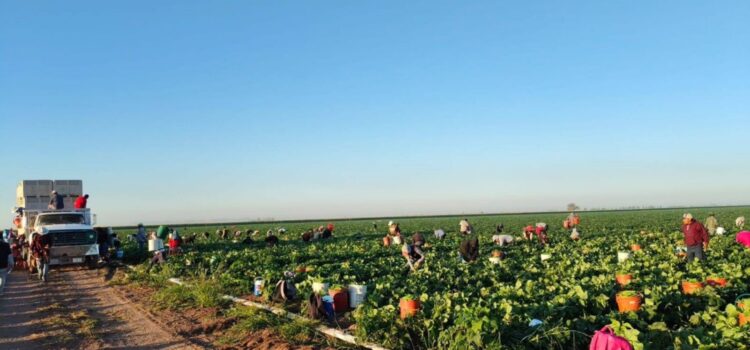 Empresas agrícolas chinas sobreexplotan mano de obra y recursos naturales de Puebla