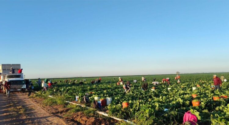 Empresas agrícolas chinas sobreexplotan mano de obra y recursos naturales de Puebla