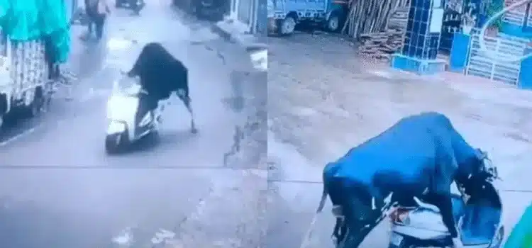 Toro “roba” una motoneta y se “da a la fuga”