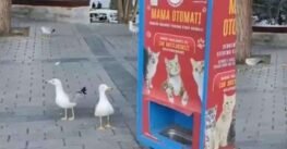 Gaviotas aprendieron a maullar para obtener comida