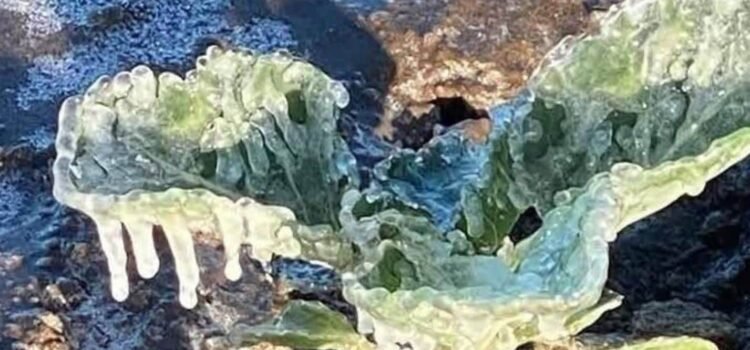 Más de 1.8 mdp a productores afectados por heladas en Puebla