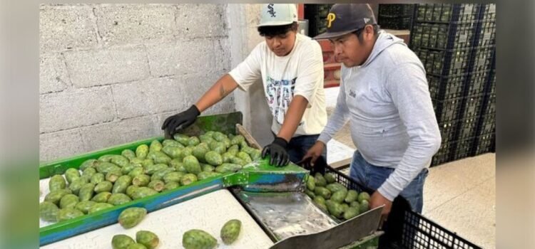 Puebla inicia exportación de tuna y nopal a McAllen, Texas