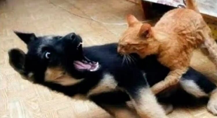 Recién casados quieren divorciarse… porque su perro y su gato no se llevan bien Recién casados quieren divorciarse… porque su perro y su gato no se llevan bien