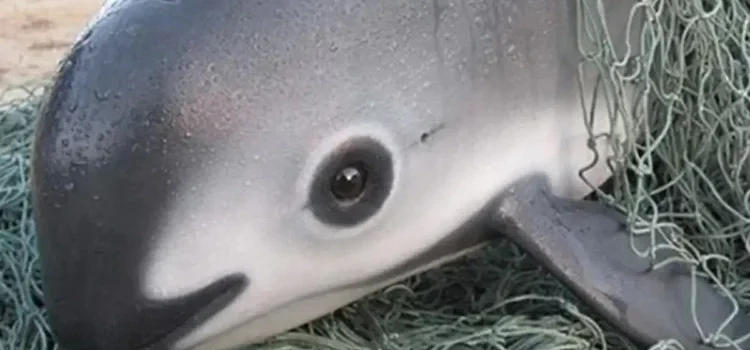 Solicitará Europa embargo comercial contra México