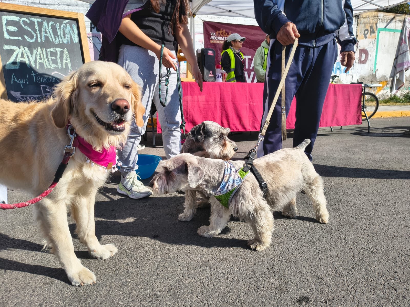 Congreso de Puebla aprueba desaparición del Instituto de Bienestar Animal