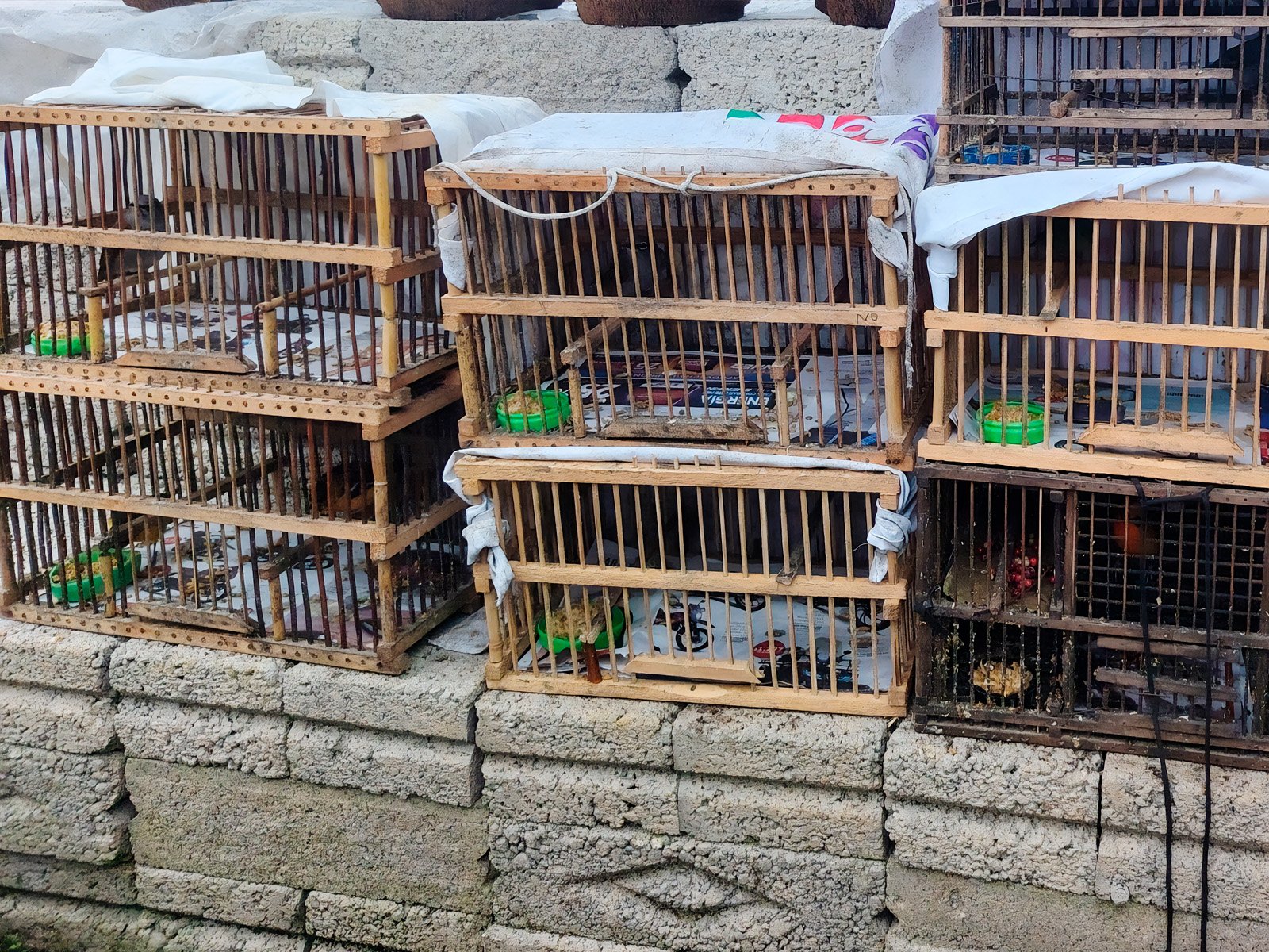 Detectan venta irregular de aves protegidas durante operativo en Cuetzalan
