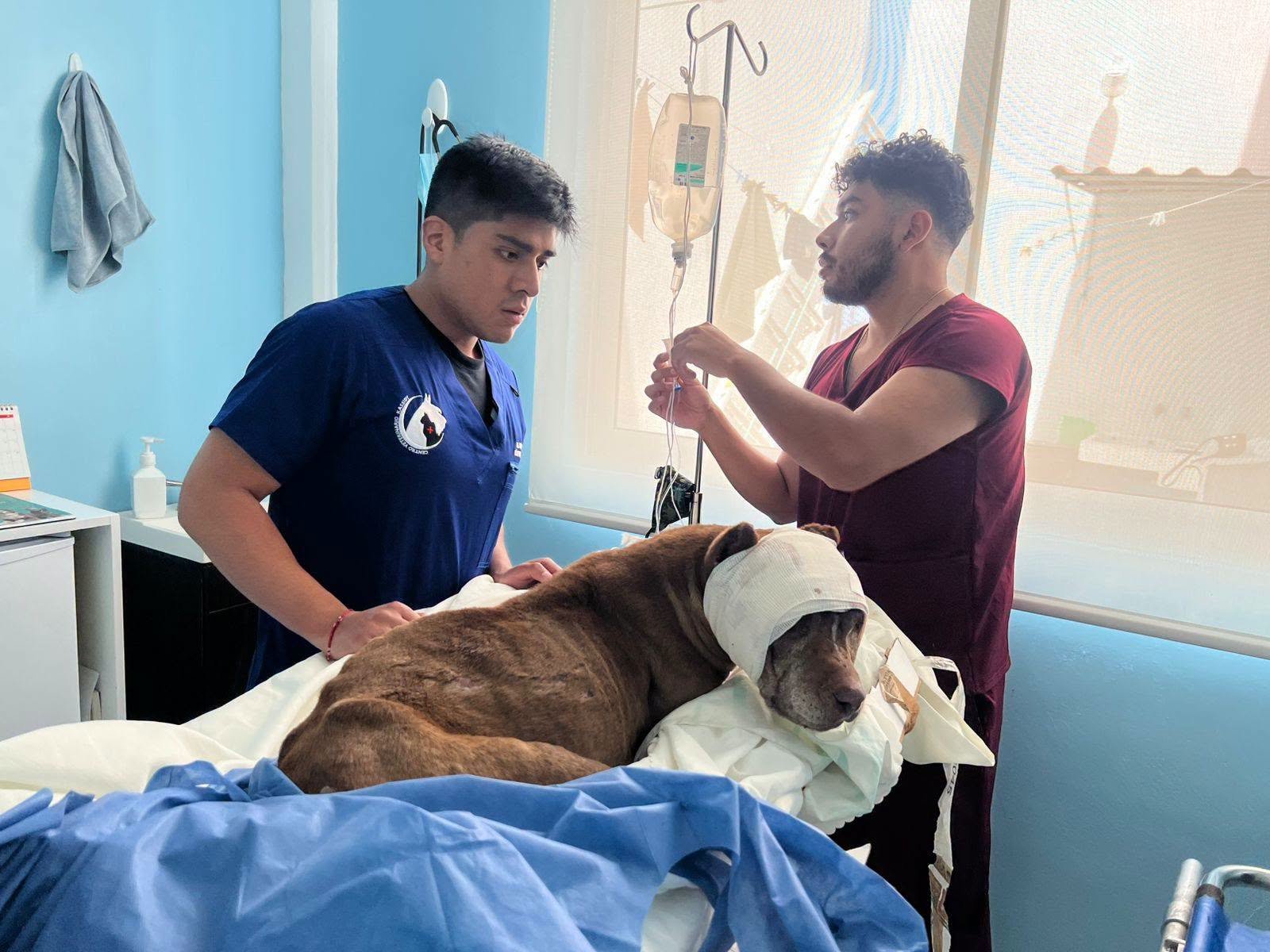 Fiscalía de Puebla acumula 50 investigaciones por maltrato animal en año y medio